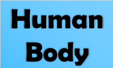 human body